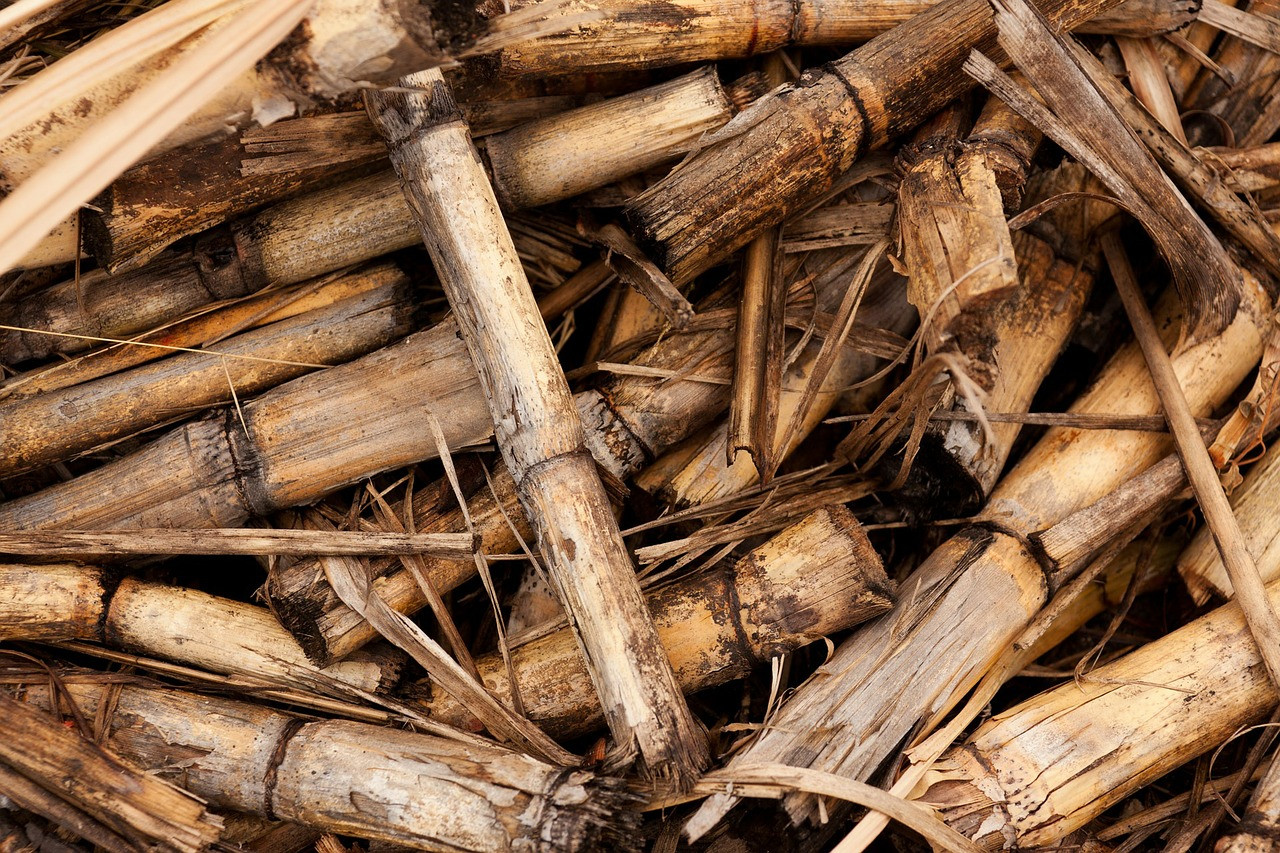 ¿Cómo funciona la biomasa?